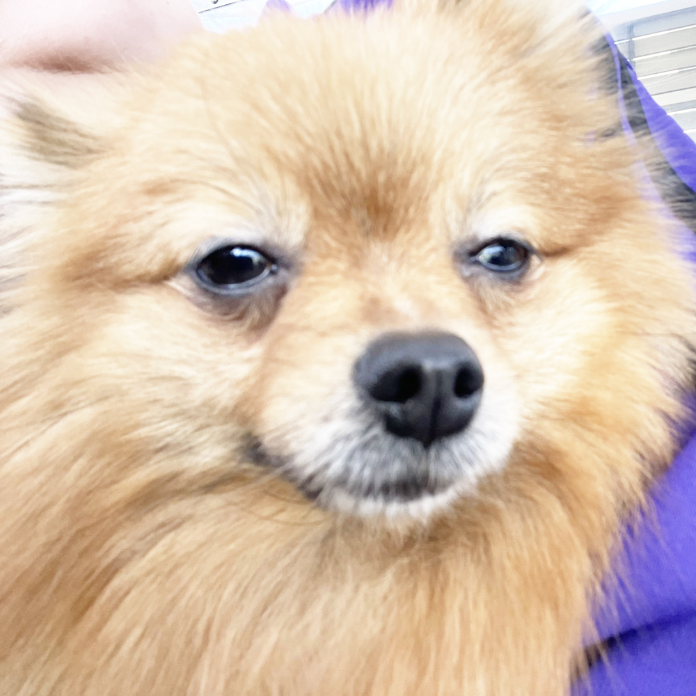 生徒が撮影したモデル犬！ＰＡＲＴ①